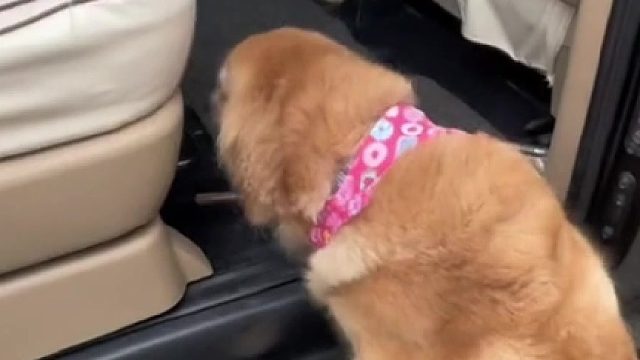 别人的狗狗VS自己的狗狗[doge]太过份了