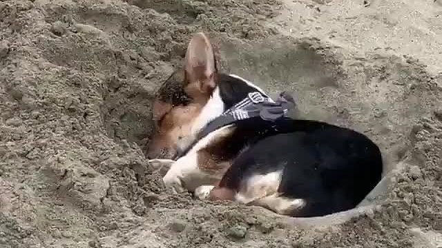 沉迷于工作的挖掘基师傅，终究没能抵抗住困意在工地上睡着了~