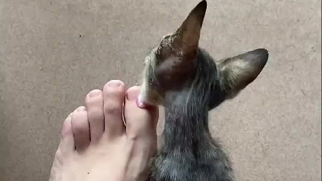 猫咪前一秒还在舔主人的脚，紧接着就口吐白沫，主人：你别这样我很尴尬