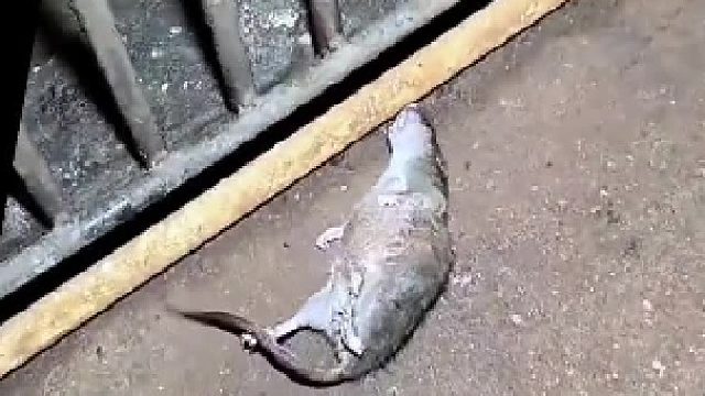 说实话兄弟，你练了多久。