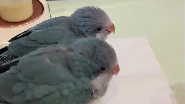 小鸟喝奶真的很像玩具