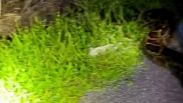 一个人没工具真干不过，被卷起来就凉凉！