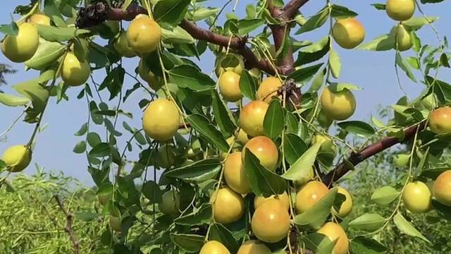 家乡又到了快丰收的季节，枣子挂满了枝头，多么喜人#自家果园种植#枣#果实累累丰收在望