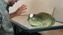 异国网友寄给小哥一只小青蛙，养大后大吃一惊惊掉下巴