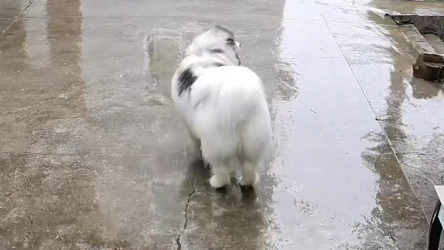 下雨天的时候狗狗在干嘛