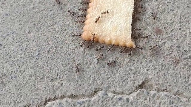 我就不知道你们怎么给他弄进家里去