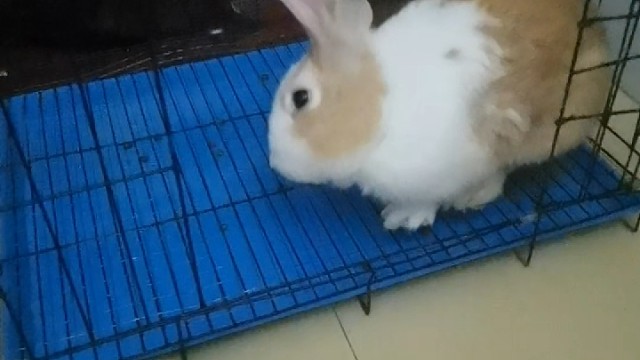 聪明乖巧的乖乖崽