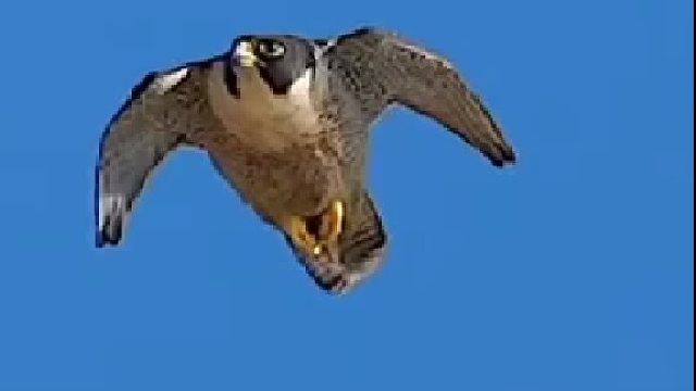 变换造型起什么作用？