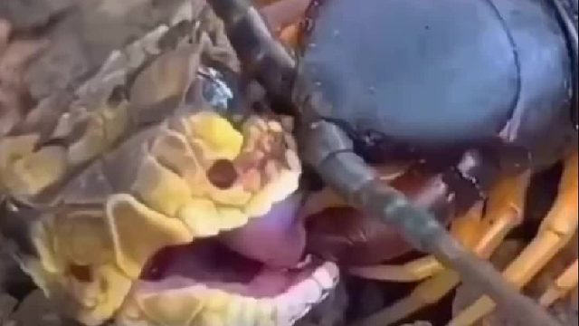 是蛇太小了，还是蜈蚣太大了？