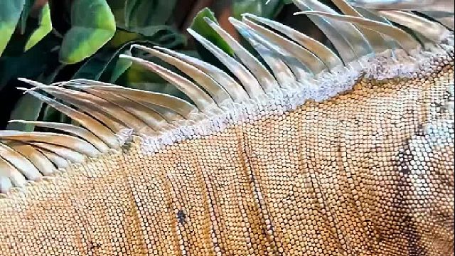 瞬间它就高傲起来了