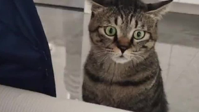 突然给它整不会了