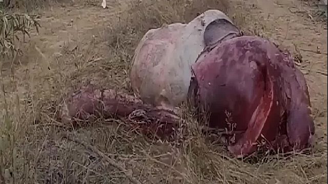 想知道它的天敌是什么？