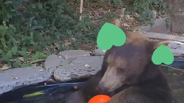 一只熊闯入美国一户人家后院，在人家池塘里惬意泡澡玩球