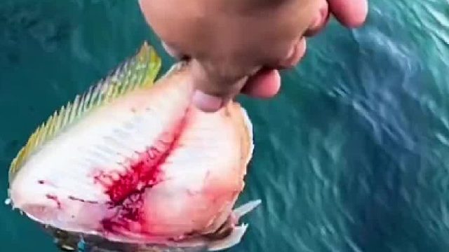 这石斑鱼大的有点过分了