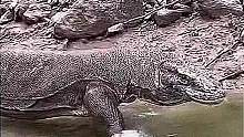 科莫多巨蜥三嫂子吃饭#动物世界 #科莫多巨蜥 #自然界动物各种奇特捕食画面大全
