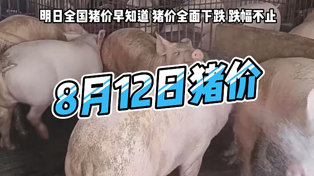 明日8月12日全国猪价早知道！明日猪价全面下跌生猪价格跌幅不止#猪价行情#明日猪价#生猪价格