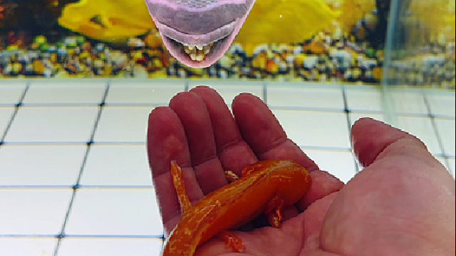 二哈吃的这么顺滑呀