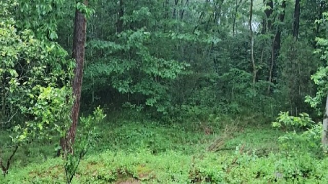 美丽的雨檐(✧∇✧)