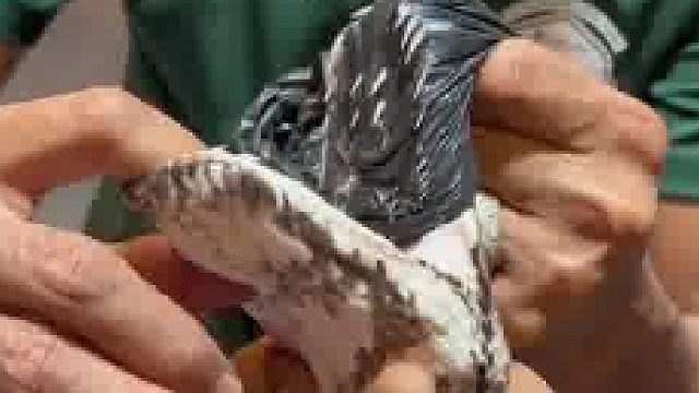 好消息：无毒。坏消息：倒刺