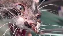 猫咪求生记，马蝇幼虫钻进猫咪鼻孔#动物救助 #马蝇幼虫