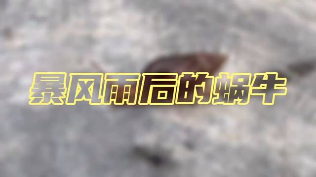 蜗牛#酒盒定制#瑞典白卡#同城