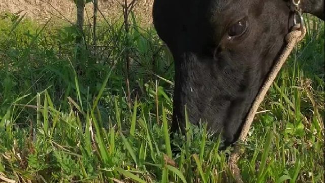 圈养了六年的母牛，今天第一次出牛圈，看见外面的草吃的可带劲了。看见它吃草我竟然饿了