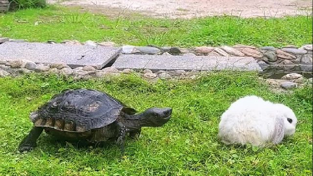 乌龟真的好凶。。。一口把兔子的毛咬下来了