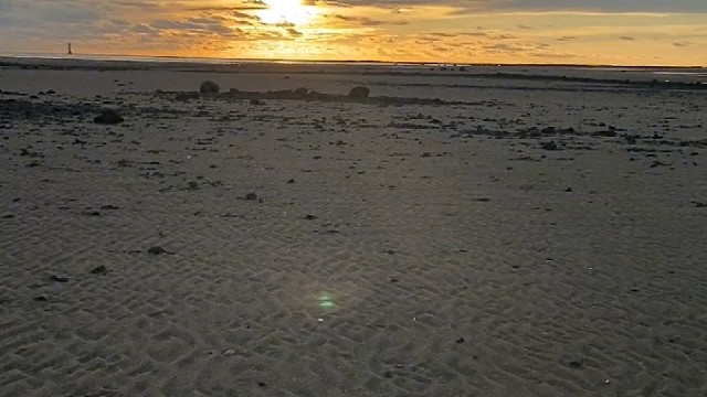 沙滩也能挖出来鱼？