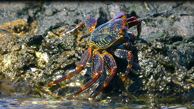 螃蟹：赶紧，找个没人的地方检查一下底盘…