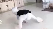 羊驼：啥也不说了给大家表演个劈叉吧