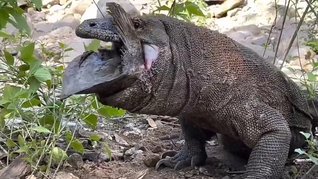 科莫多巨蜥吃鱼噎住了，估计会凉凉