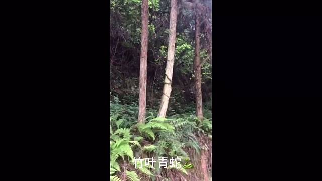 深山老林，一条大蛇突然出现在脸上，你害怕吗？