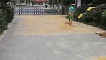 老人在小区内路上晒稻谷，物业劝阻多次无果，找社区、警察都解决不了。