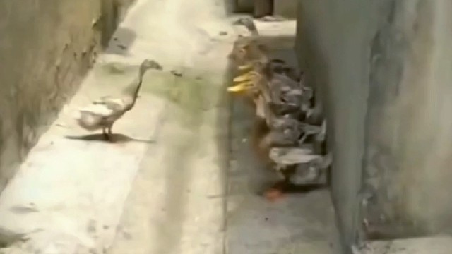 鸭子开会股东会决议