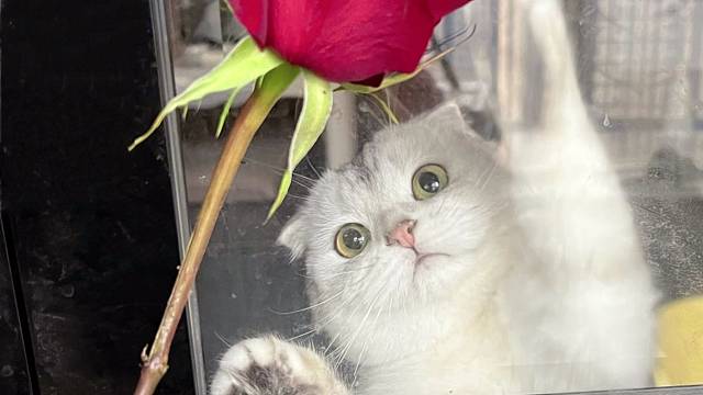 今天是玫瑰小猫咪呀～