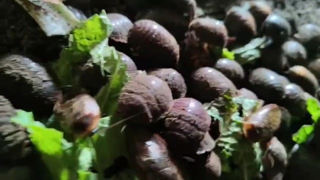 长春土鳖虫养殖欢迎您的到来