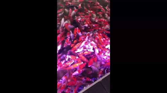 被鱼群美到，惊世骇俗，你顶得住吗？