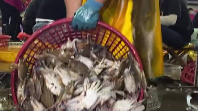 谁还没吃秋天的第一只梭子蟹