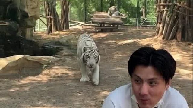 老虎：尴尬的竟是我自己