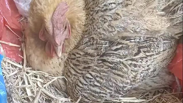 没要的那个应该是混蛋？