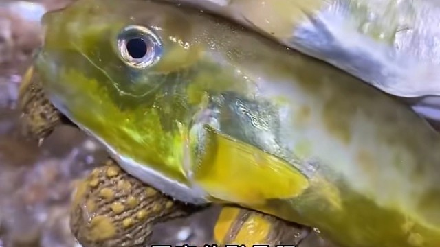 一入包船深似海，搞它