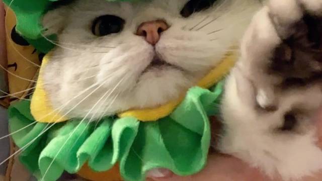 被小猫咪指到会有好事发生哦