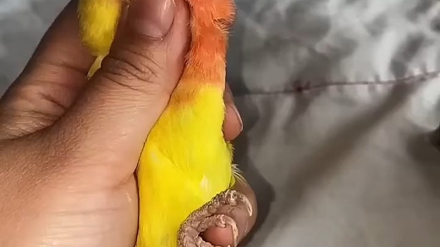 这种就是傻鸟，不知道自己磨自己的喙