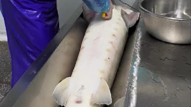 工厂车间原创实拍，做鱼子酱