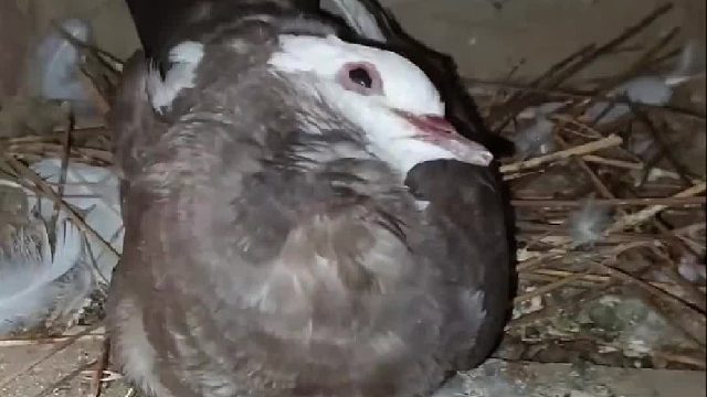 纪录鸽子蛋变成鸽子