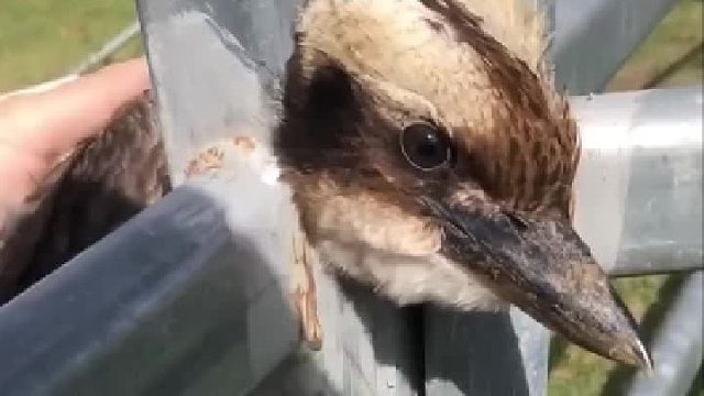 救助被困铁栅栏小鸟