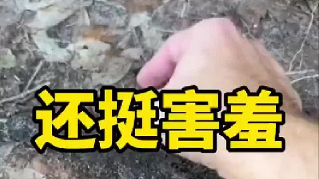 名称这是一只野老鼠