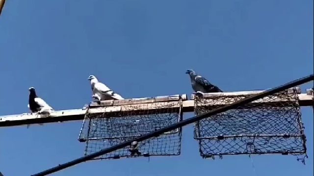 你的爱鸽迟归的十大原因之首，收割神器在其他国家也同样泛滥