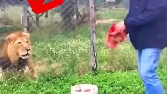 你丢的太小，它想吃你