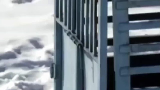 圈养东北虎遇到一只肥猪